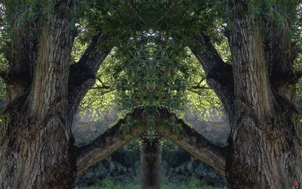 003-Images fantastiques d'arbres pour écran 1920x1200