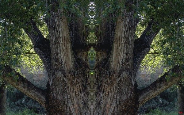 004-Image fantastique d'arbre pour écran 1920x1200