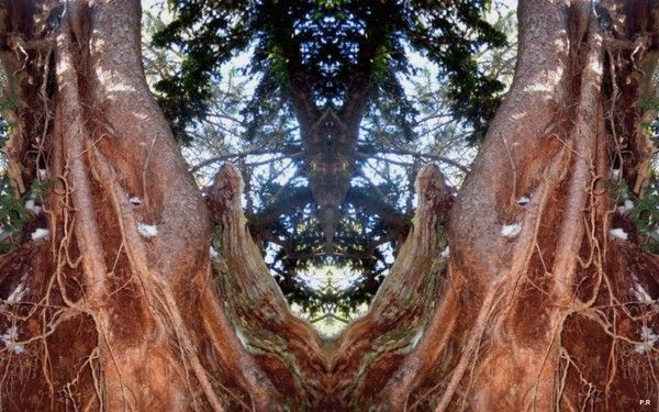 006-Image fantastique d'arbre pour écran 1920x1200