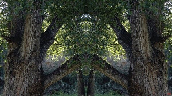 001-Images fantastiques d'arbres pour écran 1920x1080