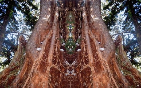 005-Image fantastique d'arbre pour écran 1920x1200