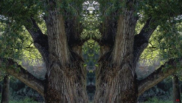002-Images fantastiques d'arbres pour écran 1920x1080