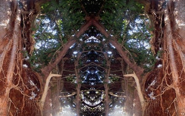 007-Image fantastique d'arbre pour écran 1920x1200